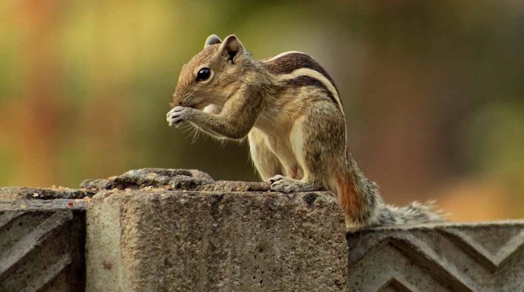 rodent on roofs Indianapolis